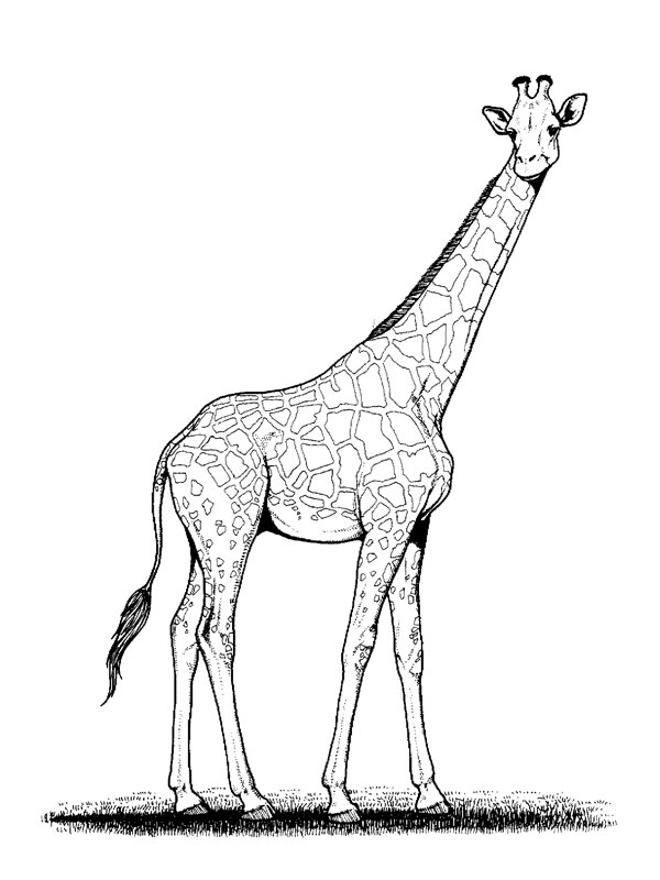 coloriage grande girafe